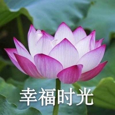 全球行动单机版下载